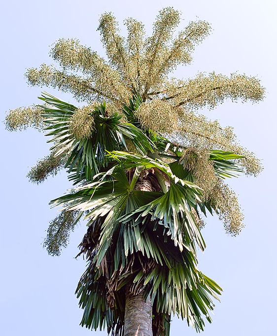 Corypha umbraculifera
